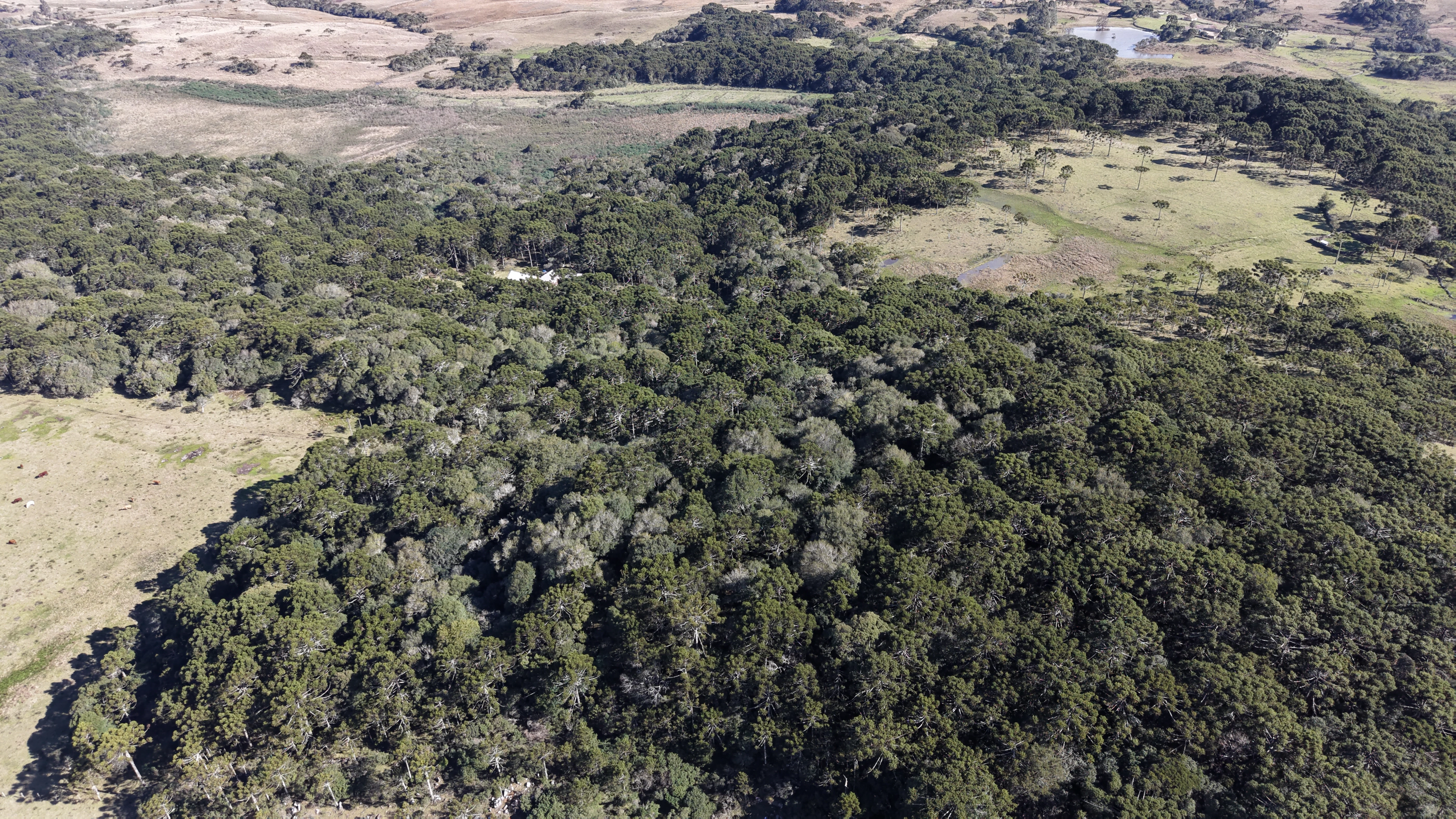 Sítio com 31,3 ha em Painel — SC — foto 5